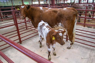 Topping the female section was a 2017 cow with calf at foot, part of the Shawhill Shorthorns reduction sale from Annan, selling for 2,700gns